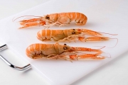  LANGOUSTINE