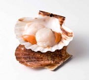  COQUILLES STJACQUES NOIX AVEC CORAIL